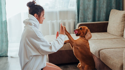 Comment stimuler mentalement son animal de compagnie ?