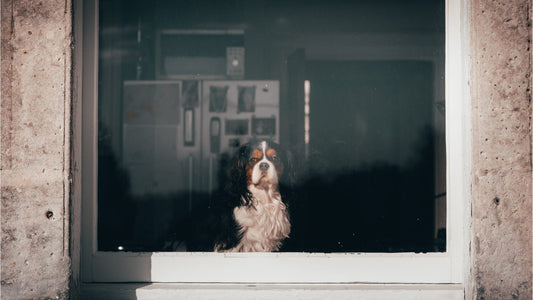 Laisser son chien seul à la maison : Comment bien préparer son absence ?