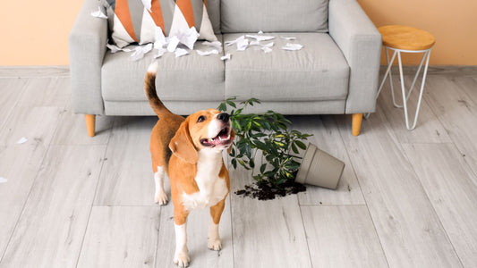 Les comportements destructeurs chez les animaux : Causes et solutions